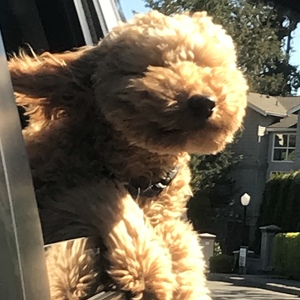 Fundraising Page: Mary Cline Stively